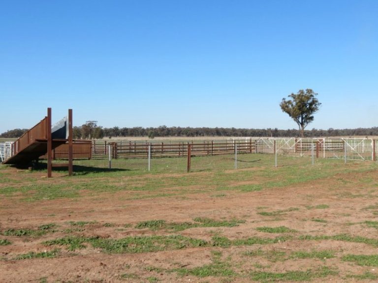257 Fullers Lane, West Wyalong NSW 2671 - photo 4