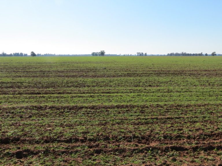 257 Fullers Lane, West Wyalong NSW 2671 - McGrath Riverina