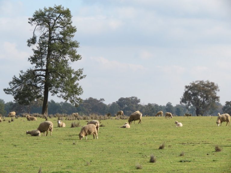 Woolshed Farm Tragers Lane, Temora NSW 2666 - photo 4