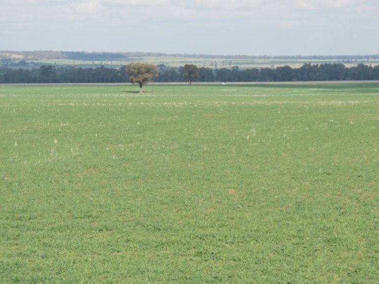Woolshed Farm Tragers Lane, Temora NSW 2666 - McGrath Riverina