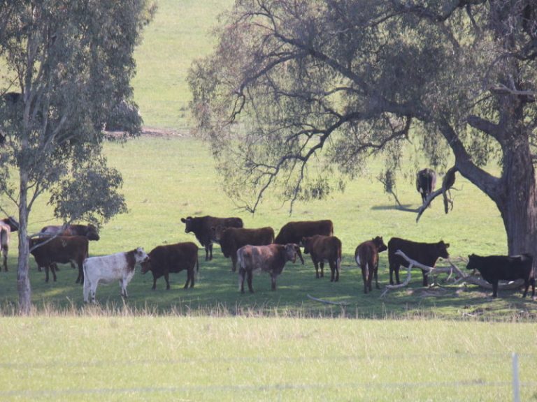 Kanimbla Hume Highway, Tarcutta NSW 2652 - photo 14