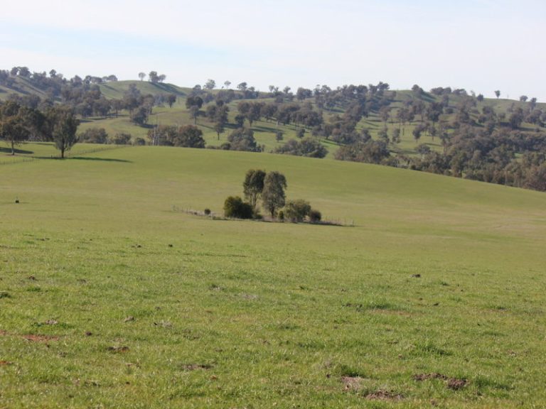 Kanimbla Hume Highway, Tarcutta NSW 2652 - photo 3
