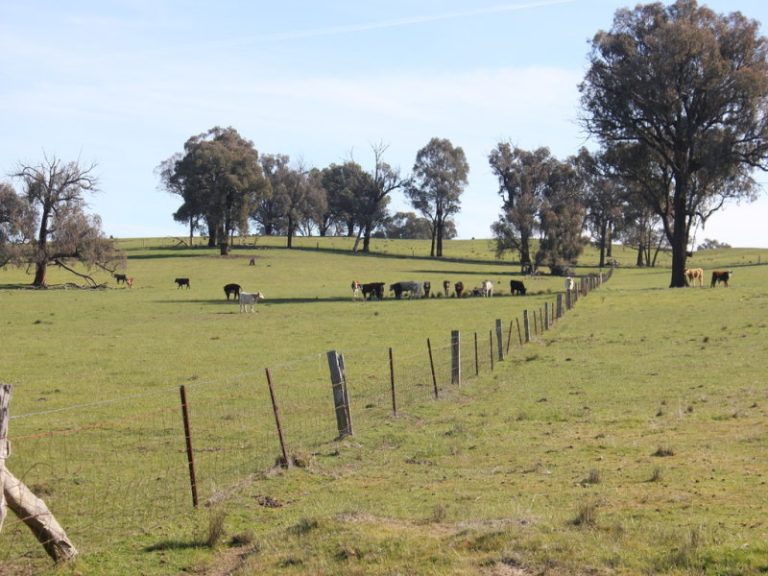 Kanimbla Hume Highway, Tarcutta NSW 2652 - photo 5