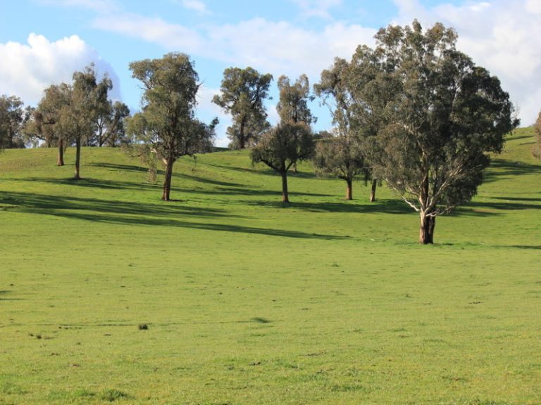 Rosalie Hume Highway, Tarcutta NSW 2652 - photo 2