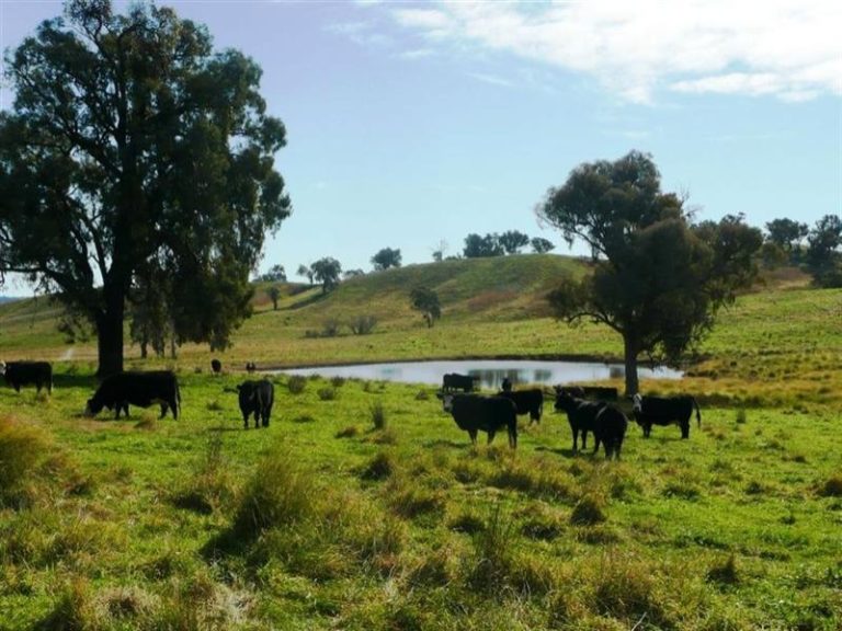 Rosalie Hume Highway, Tarcutta NSW 2652 - photo 13
