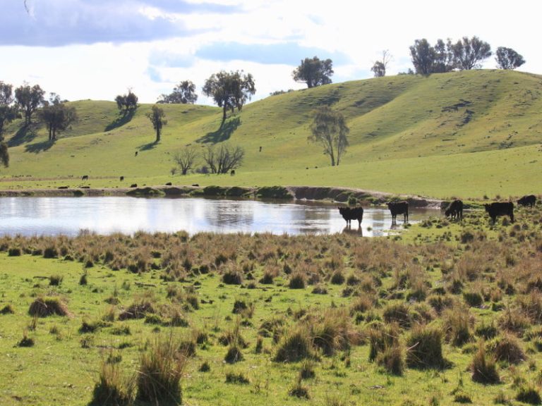 Rosalie Hume Highway, Tarcutta NSW 2652 - photo 3