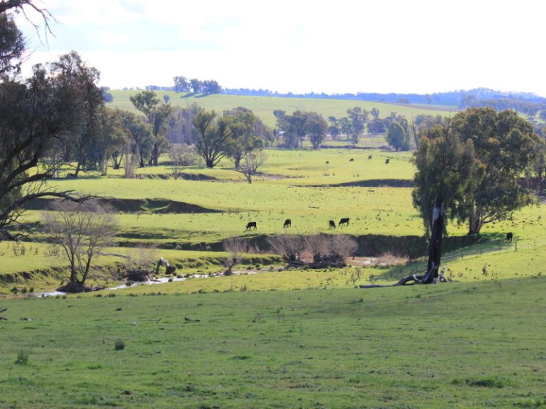 Rosalie Hume Highway, Tarcutta NSW 2652 - photo 4