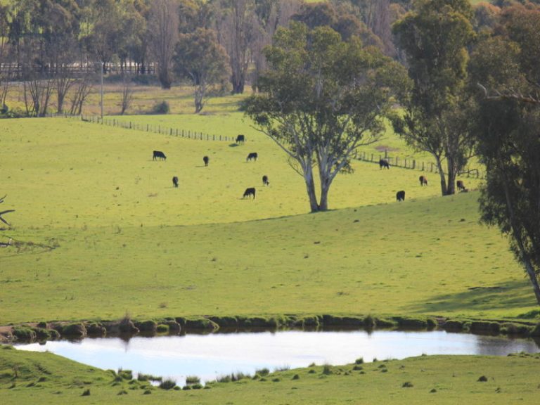 Rosalie Hume Highway, Tarcutta NSW 2652 - photo 6