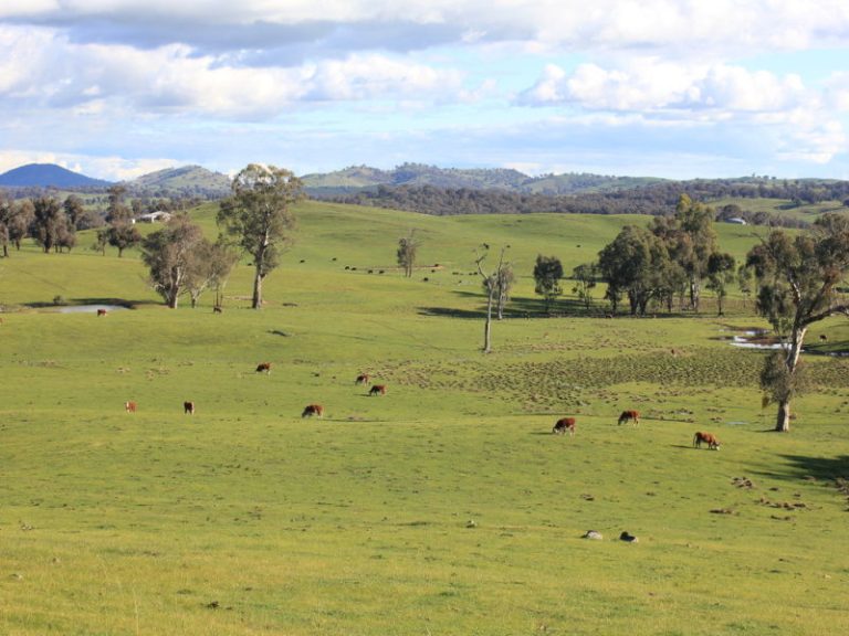 Rosalie Hume Highway, Tarcutta NSW 2652 - photo 7