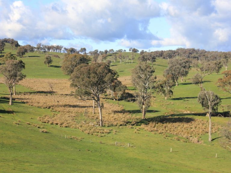 Rosalie Hume Highway, Tarcutta NSW 2652 - photo 8