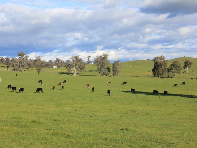 Rosalie Hume Highway, Tarcutta
