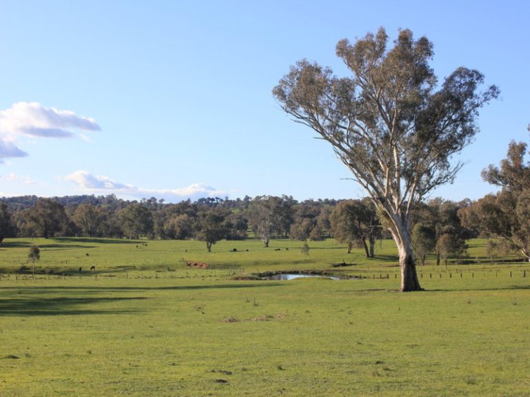 Rosalie Hume Highway, Tarcutta NSW 2652 - photo 9