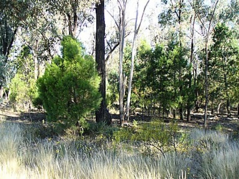 915 Thanowring Road, Temora NSW 2666 - photo 3