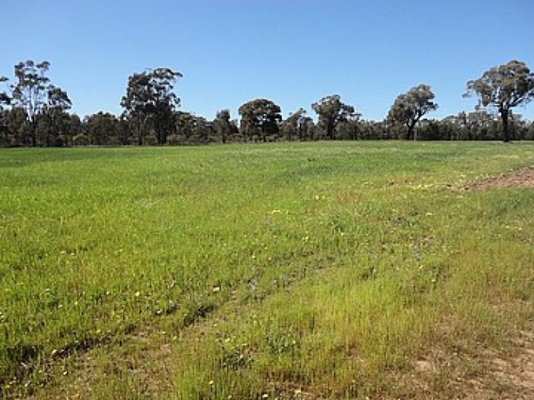 915 Thanowring Road, Temora