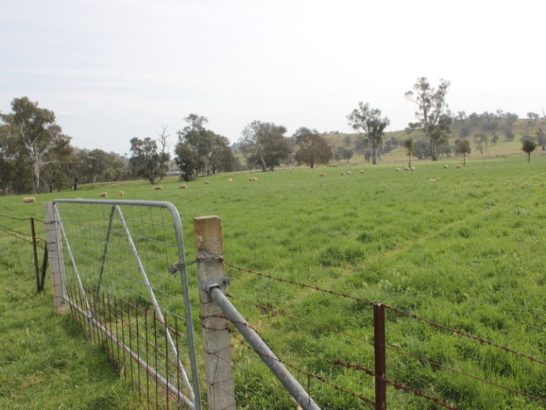 8842 Hume Highway, Gundagai NSW 2722 - photo 19