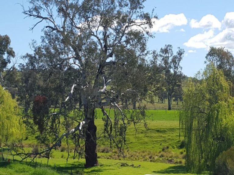 8842 Hume Highway, Gundagai NSW 2722 - photo 21