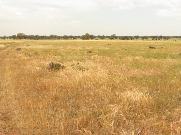 Goldfields Way, Temora NSW 2666 - photo 4