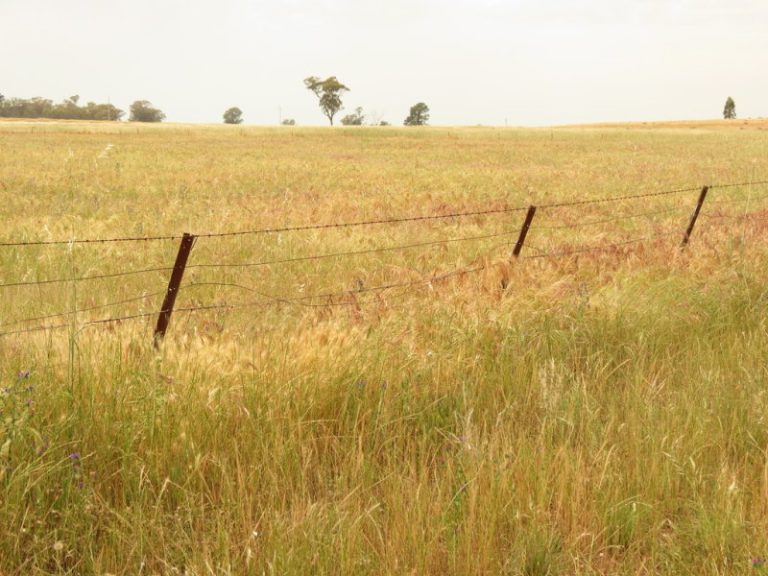 Goldfields Way, Temora NSW 2666 - photo 6
