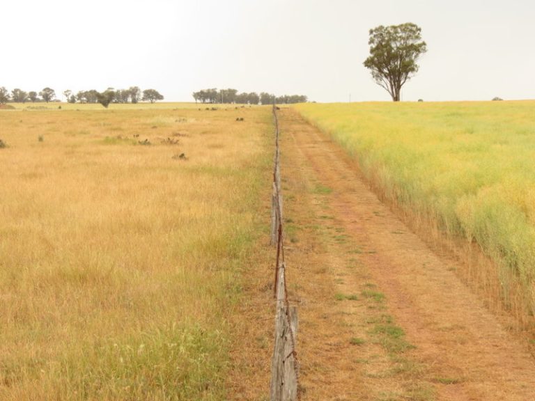 Goldfields Way, Temora NSW 2666 - photo 9