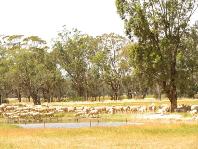 Lot 2, DP8 Grogan Road, Stockinbingal NSW 2725 - photo 12