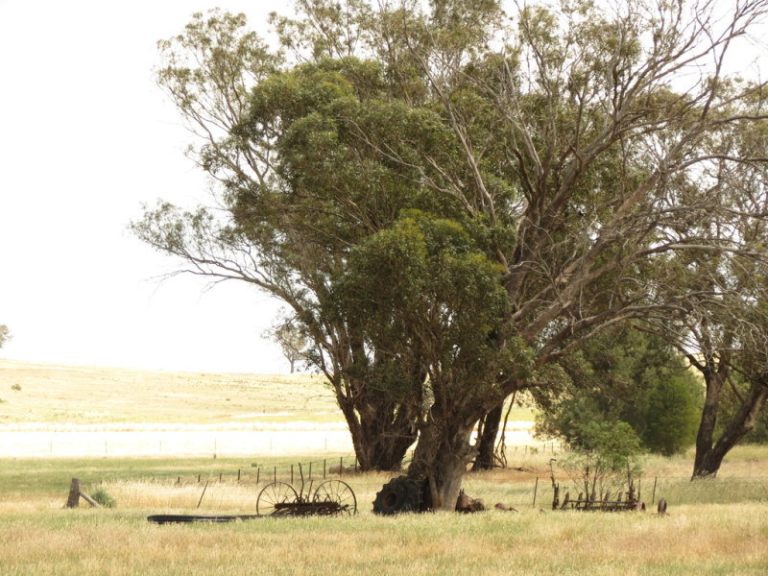 Lot 2, DP8 Grogan Road, Stockinbingal NSW 2725 - photo 5