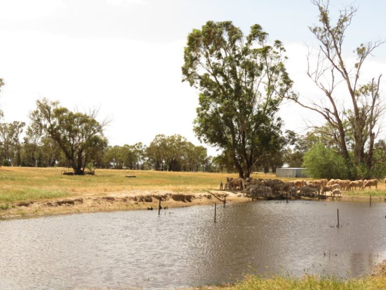 Lot 2, DP8 Grogan Road, Stockinbingal NSW 2725 - photo 7