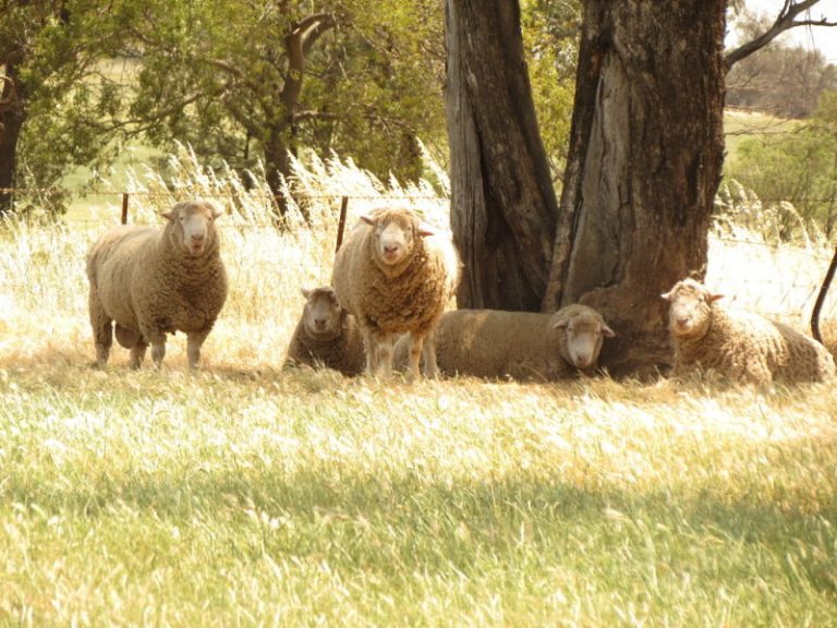 Lot 2, DP8 Grogan Road, Stockinbingal NSW 2725 - photo 10