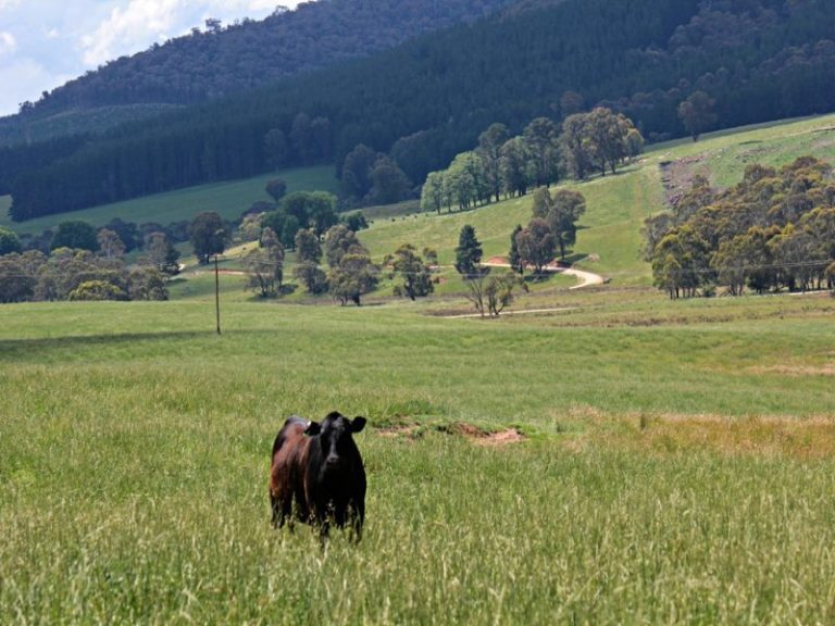 56 Keadys Road, Koetong VIC 3704 - photo 3