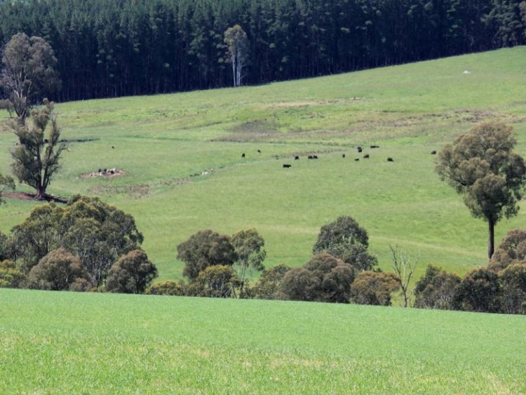 56 Keadys Road, Koetong VIC 3704 - photo 9