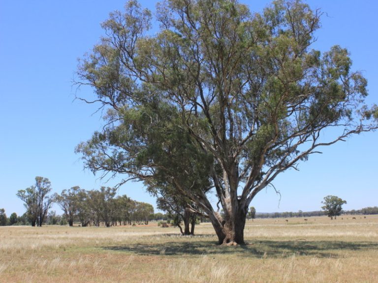 977 Schmidts Lane, Temora NSW 2666 - photo 2