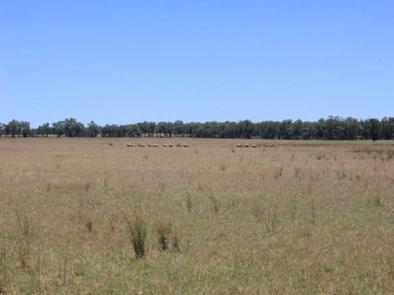 977 Schmidts Lane, Temora NSW 2666 - photo 3