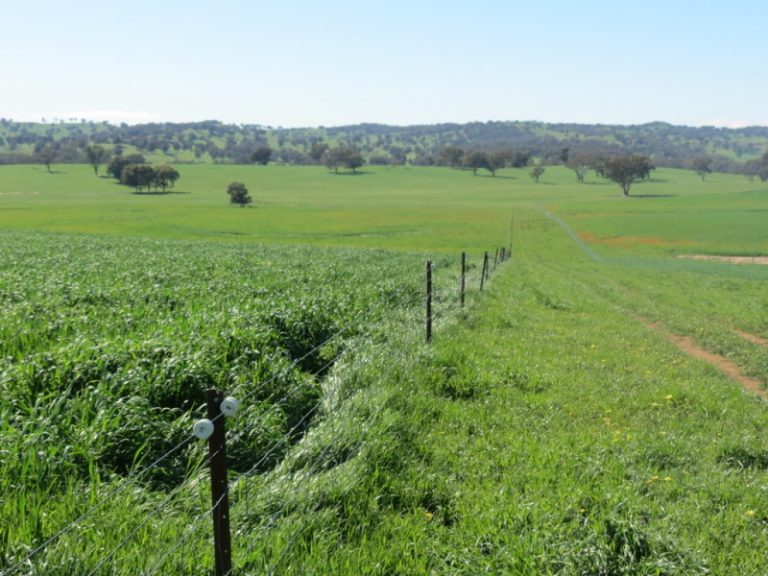 Hume Highway, Tarcutta NSW 2652 - photo 3