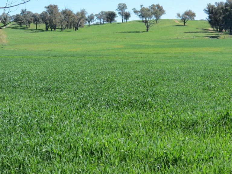 Hume Highway, Tarcutta NSW 2652 - photo 8