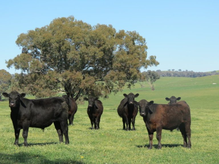 Hume Highway, Tarcutta NSW 2652 - McGrath Riverina