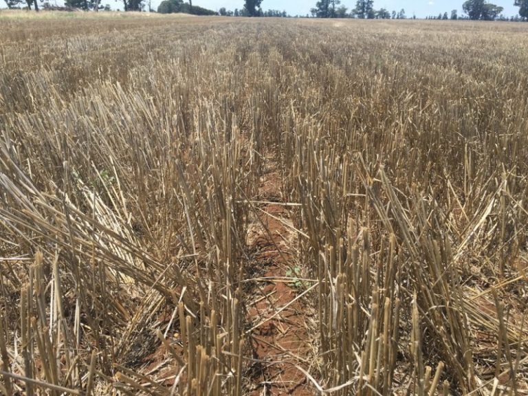 Strontian Road, Narrandera NSW 2700 - photo 2