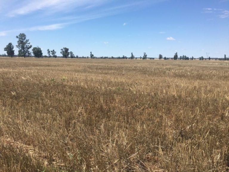 Strontian Road, Narrandera NSW 2700 - McGrath Riverina
