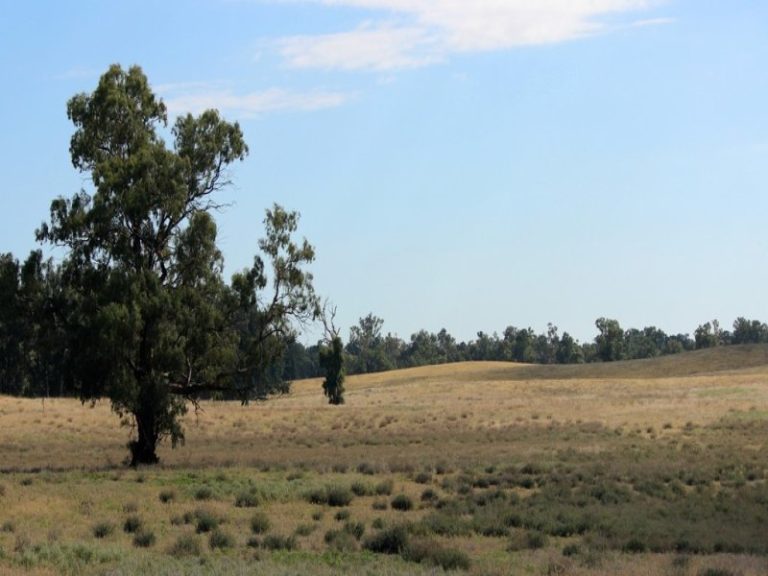 131711 , Narrandera NSW 2700 - photo 5