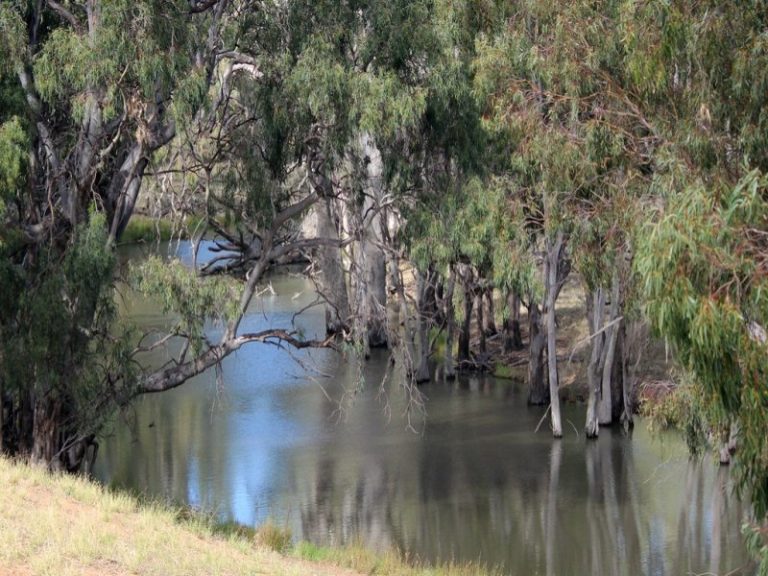 131711 , Narrandera NSW 2700 - McGrath Riverina