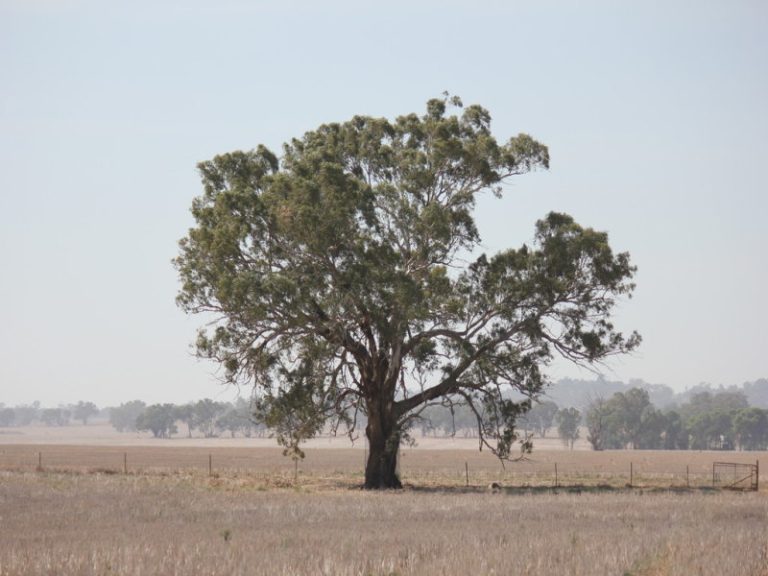273 Coolamon Road, Wagga Wagga NSW 2650 - photo 13