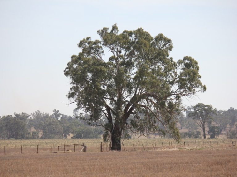 273 Coolamon Road, Wagga Wagga NSW 2650 - photo 16