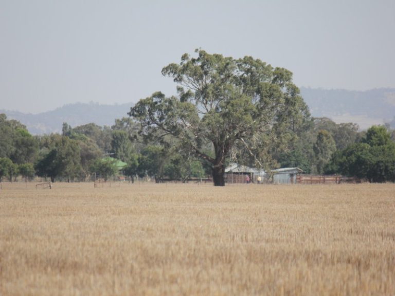 273 Coolamon Road, Wagga Wagga NSW 2650 - photo 19