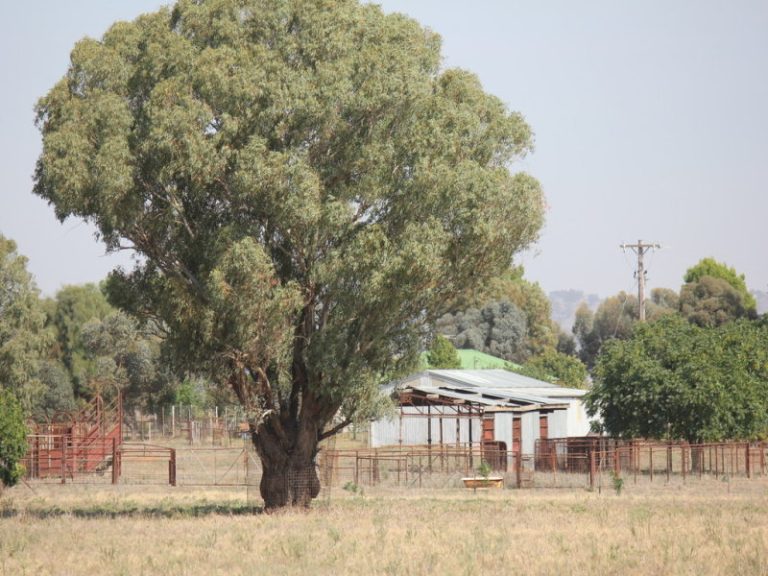 273 Coolamon Road, Wagga Wagga NSW 2650 - photo 21