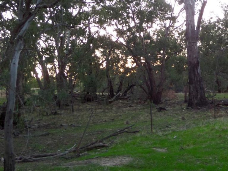 Sturt Highway, Narrandera NSW 2700 - photo 3