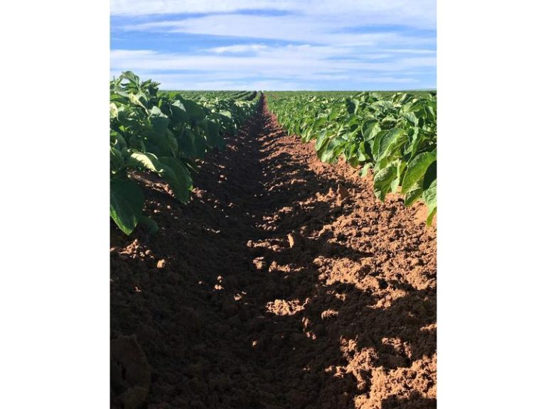 Farm 4005, Coleambally NSW 2707 - photo 4