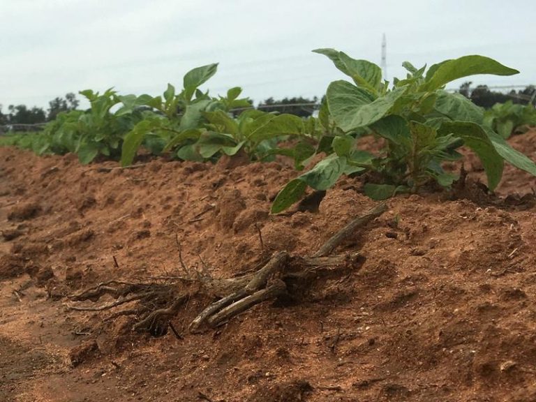 Farm 4005, Coleambally NSW 2707 - photo 5