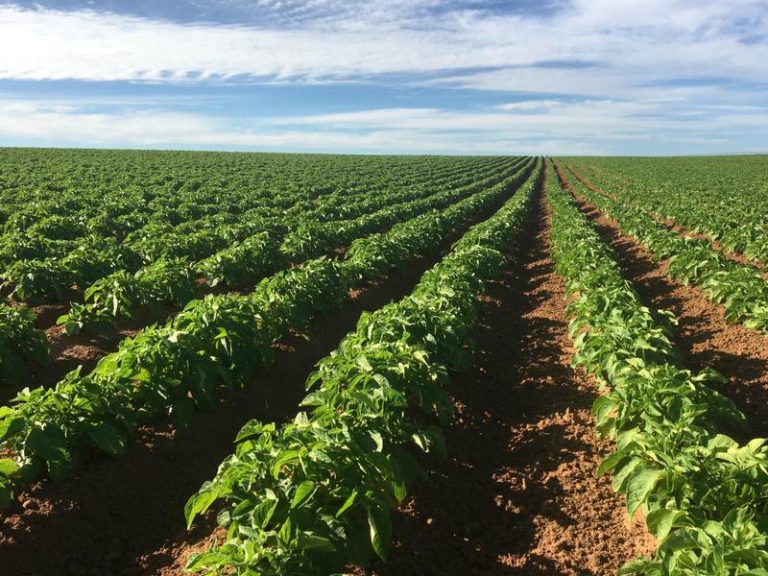Farm 4005, Coleambally