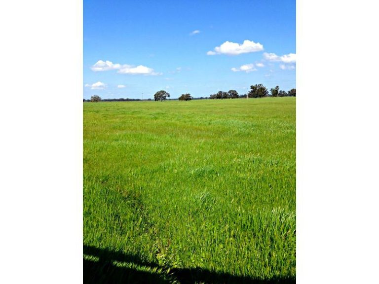 Innisvale Road, Leeton NSW 2705 - photo 2