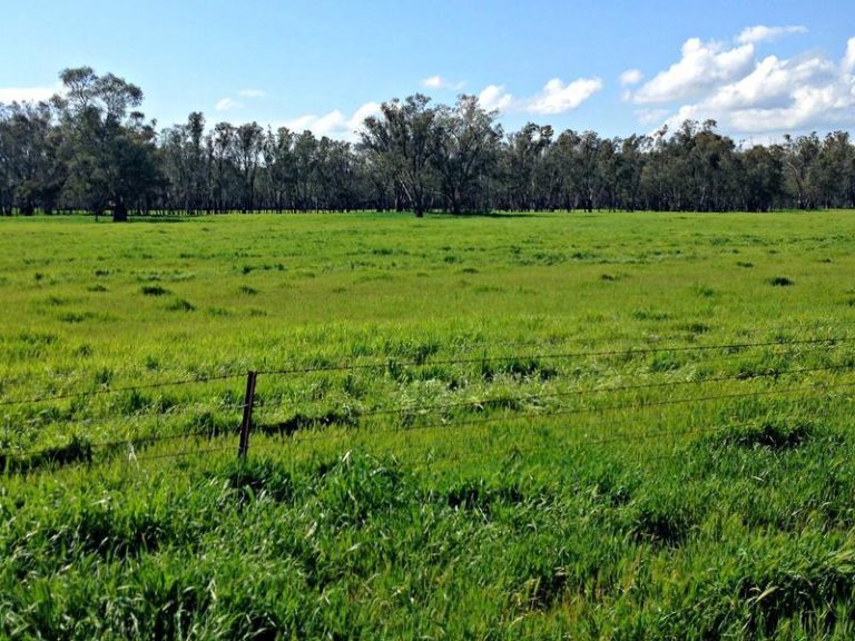 Innisvale Road, Leeton NSW 2705 - photo 3