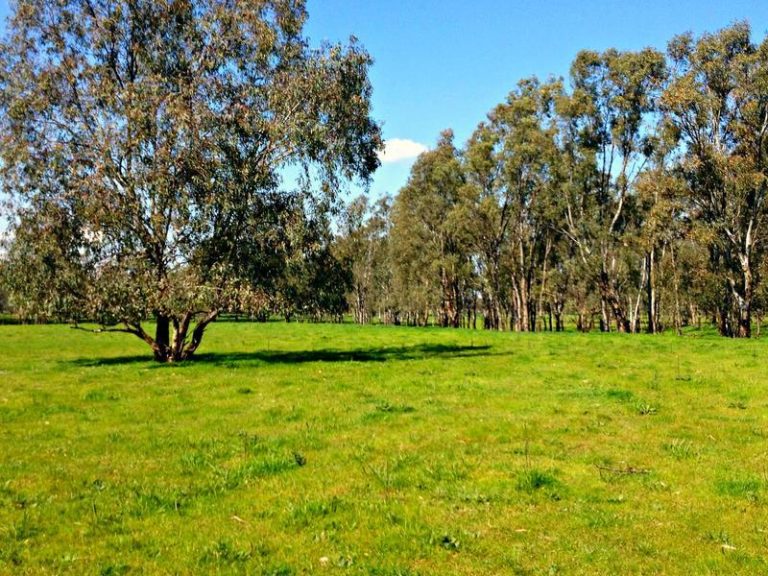 Innisvale Road, Leeton NSW 2705 - McGrath Riverina