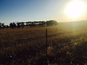 125 Langs Lane, West Wyalong NSW 2671 - photo 6